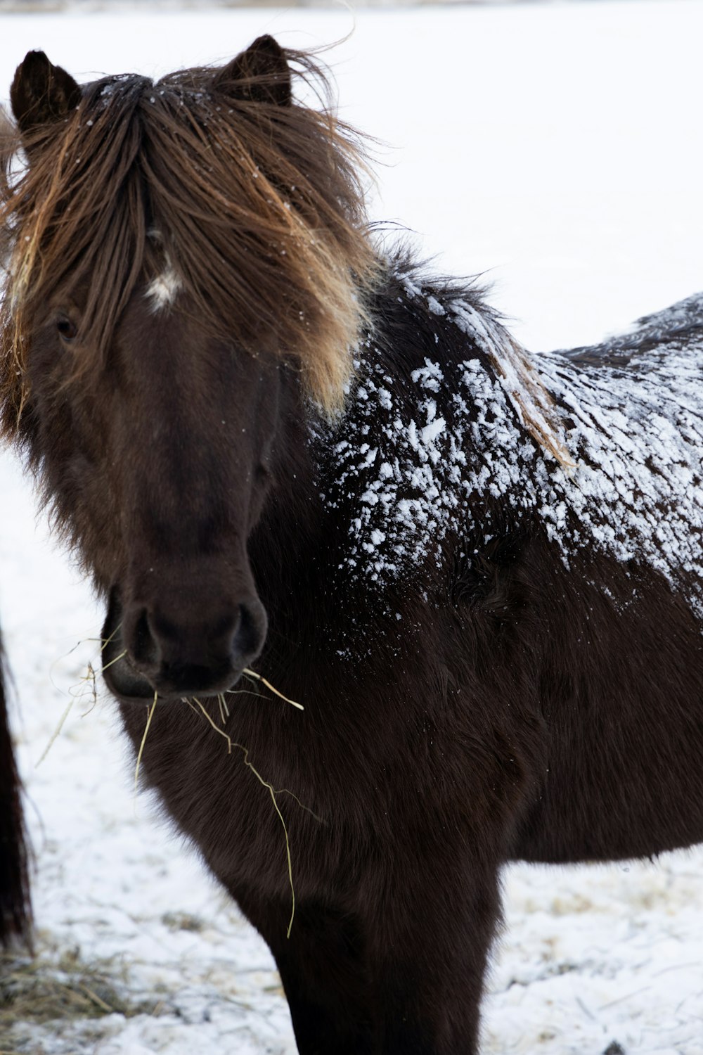 a brown horse standing on top of a snow covered field