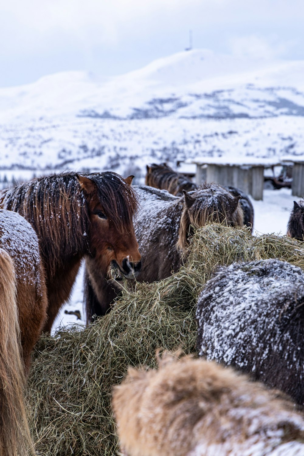 a group of horses eating hay in the snow