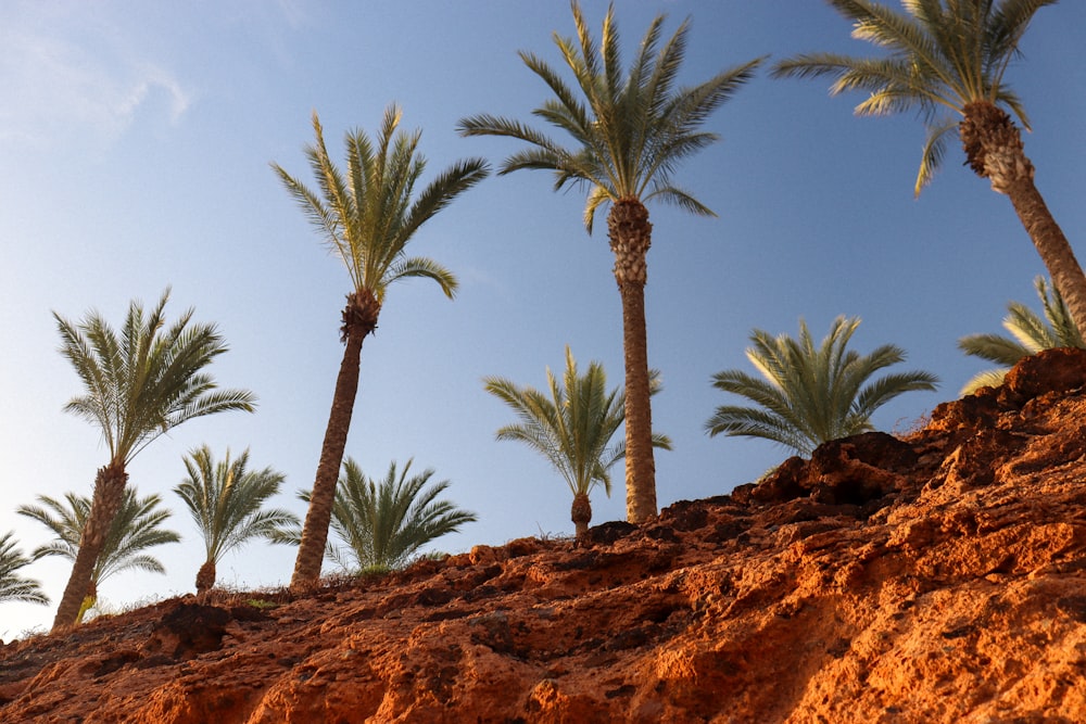 a group of palm trees sitting on top of a hill
