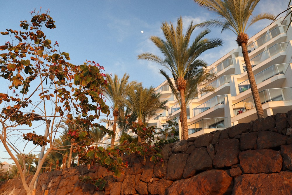 a palm tree next to a stone wall