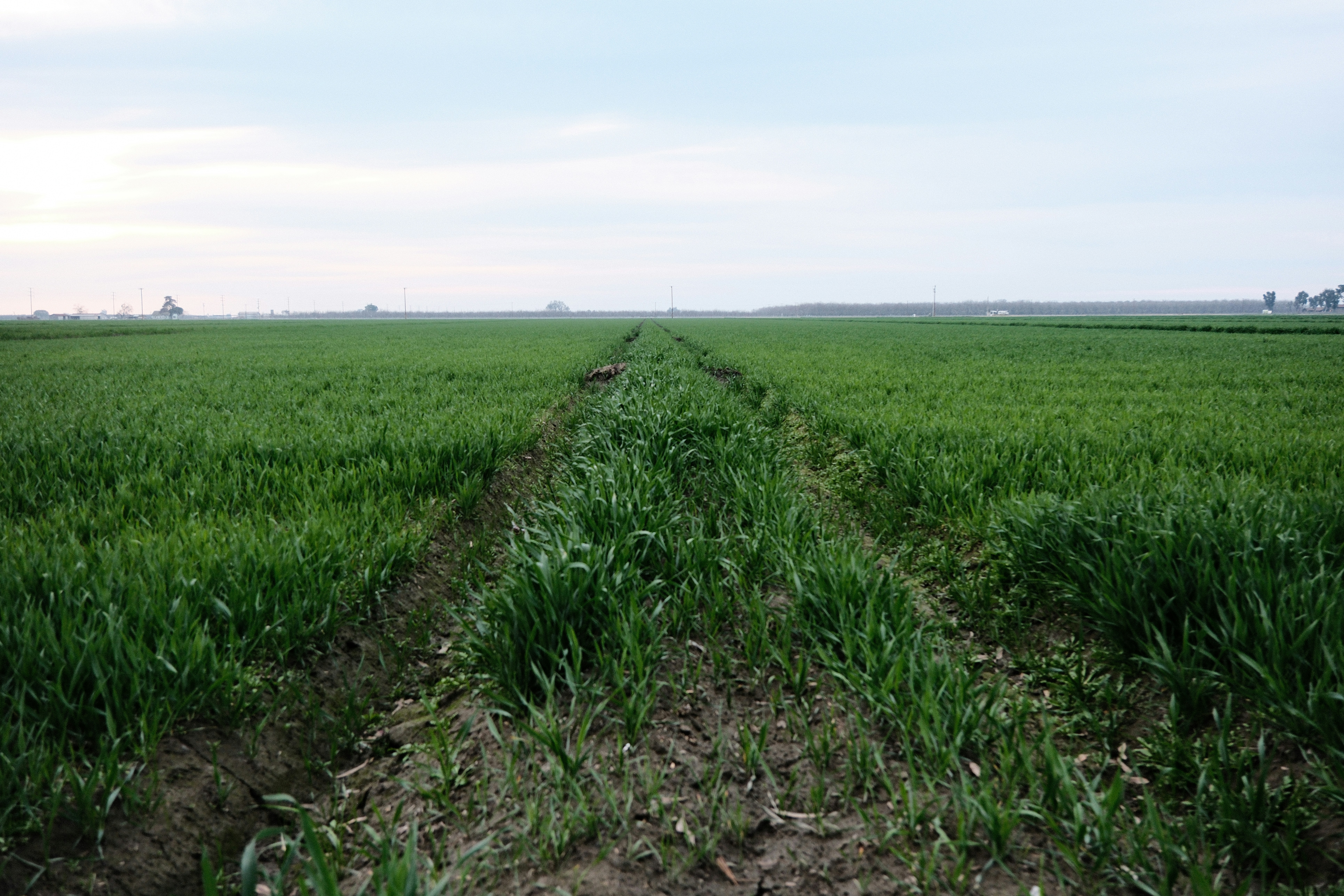 Gage Field