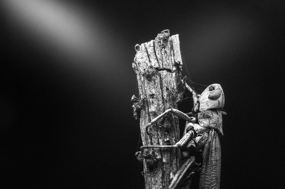 a black and white photo of a praying mantissa