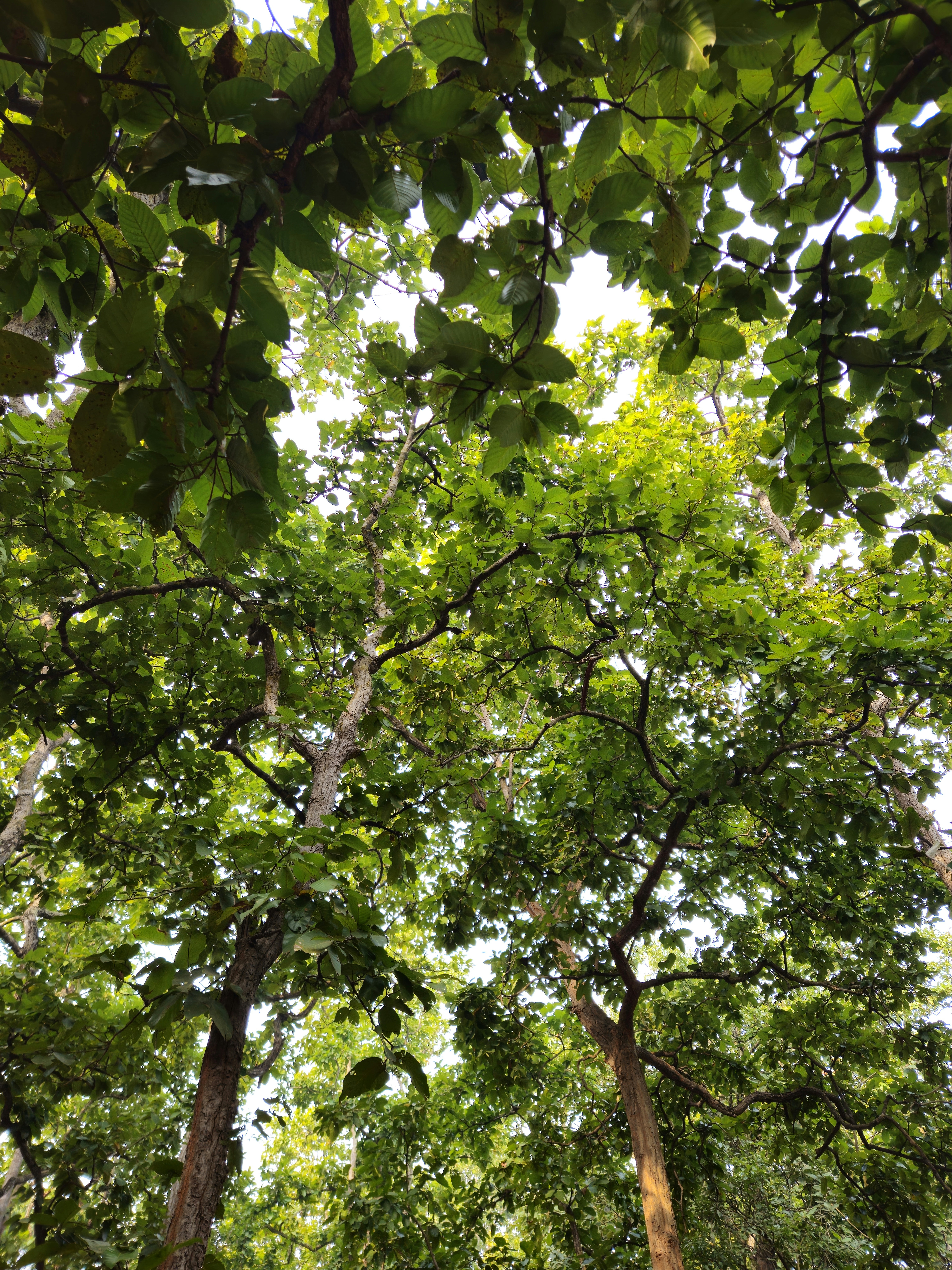 Photo by suman17041995