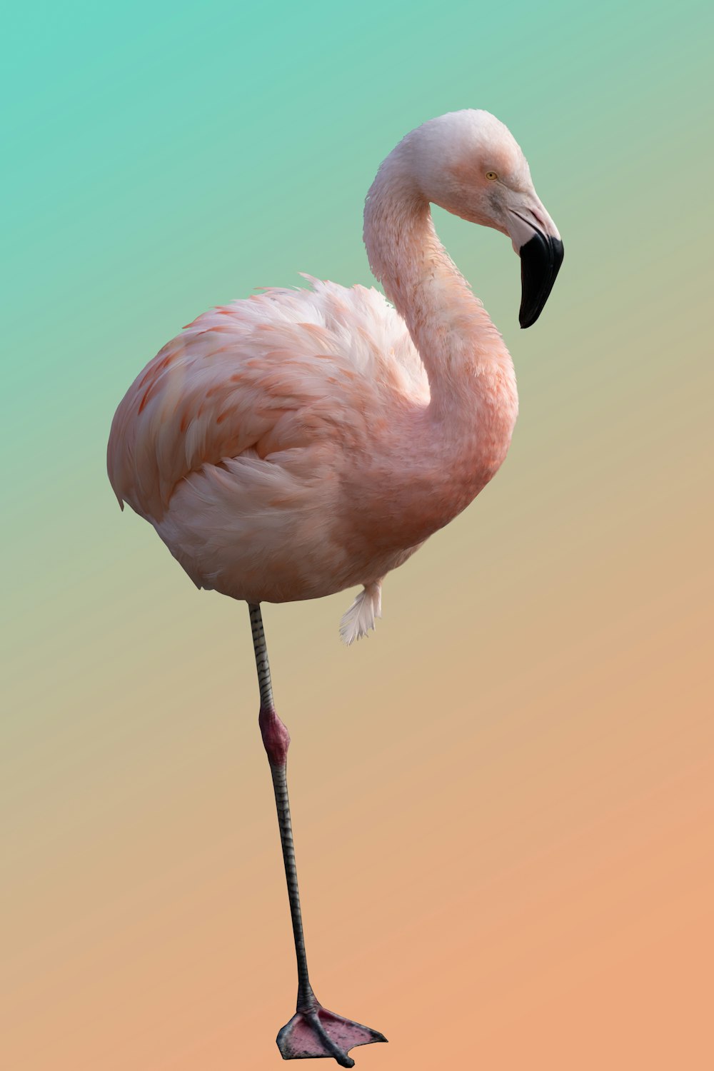 a pink flamingo standing on one leg