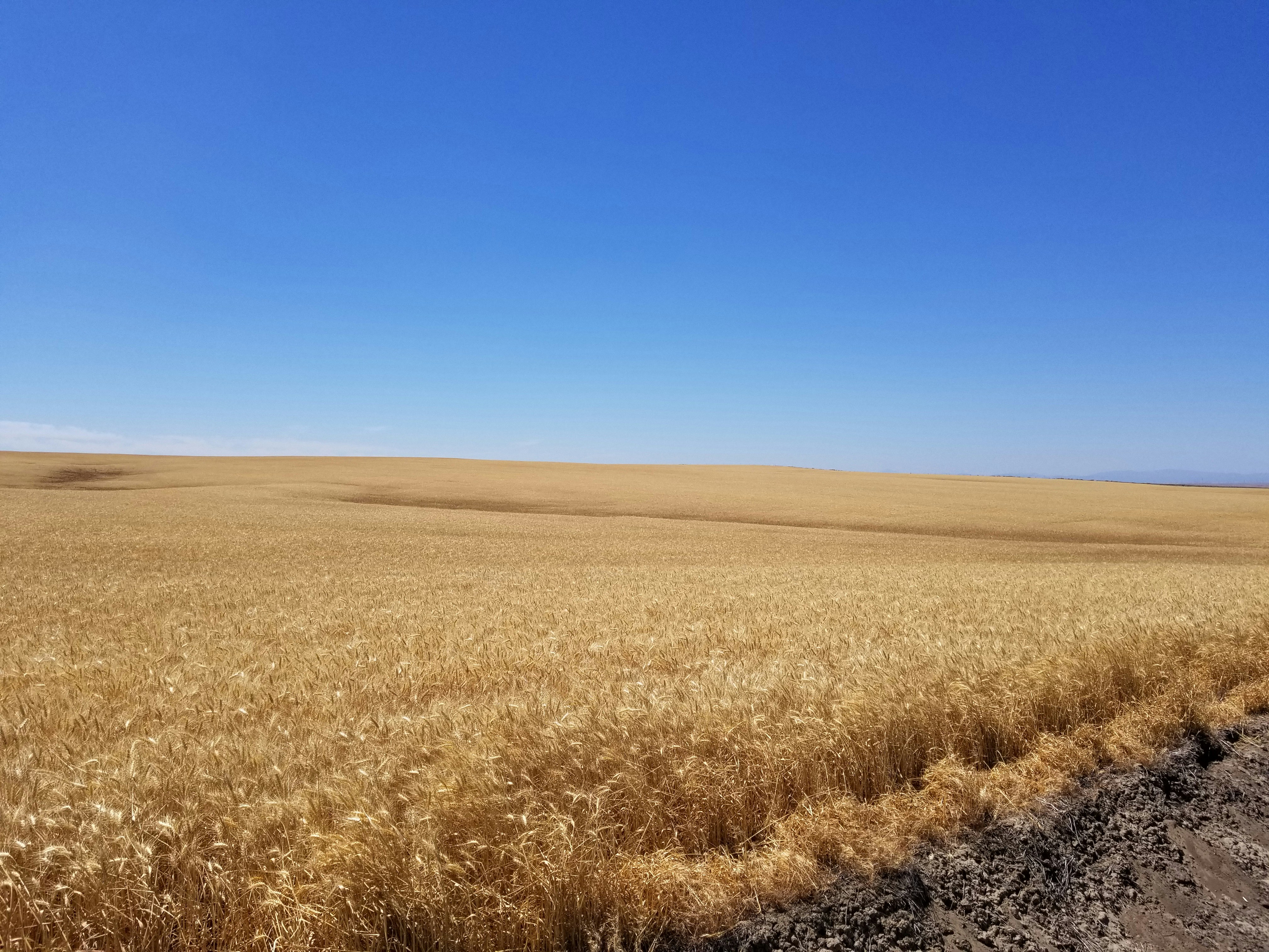 a dirt road running through a wheat field under a blue sky