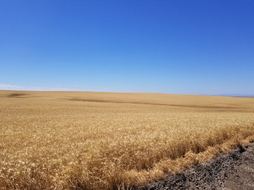 ein Feldweg, der unter blauem Himmel durch ein Weizenfeld führt
