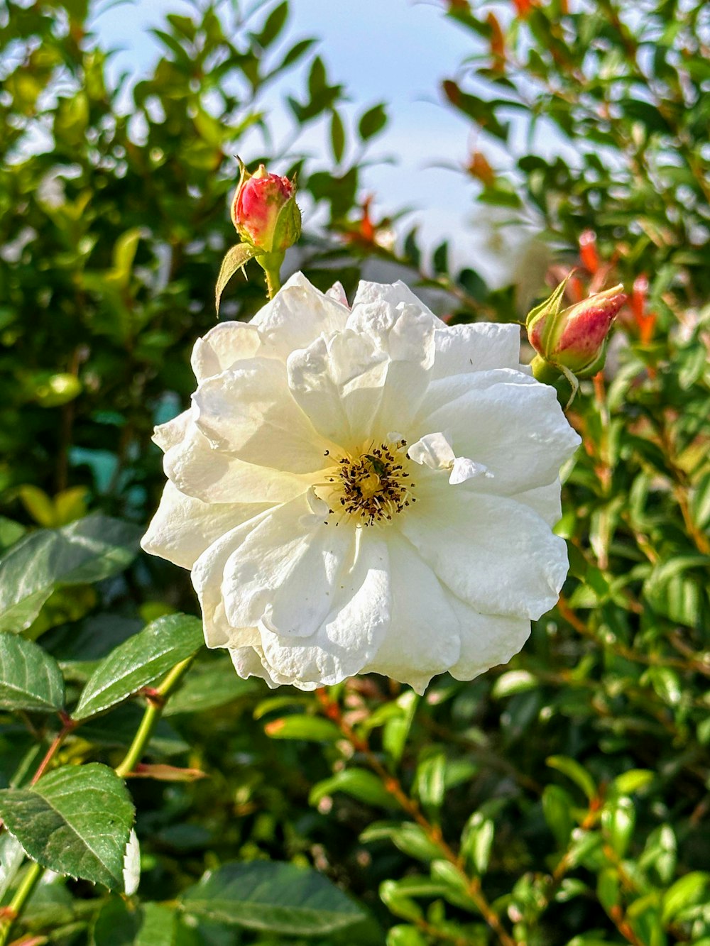 uma flor branca com um centro amarelo cercado por folhas verdes