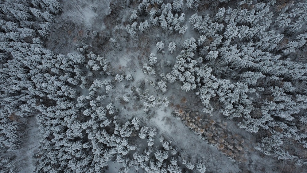 an aerial view of a snow covered forest