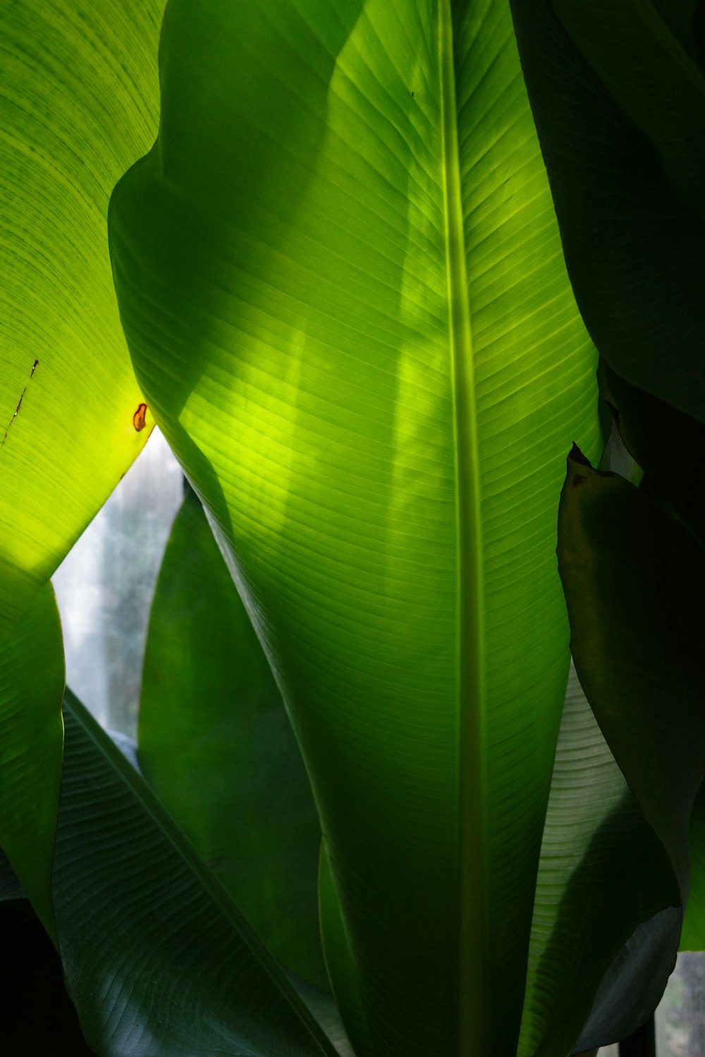 a close up of a large green leaf