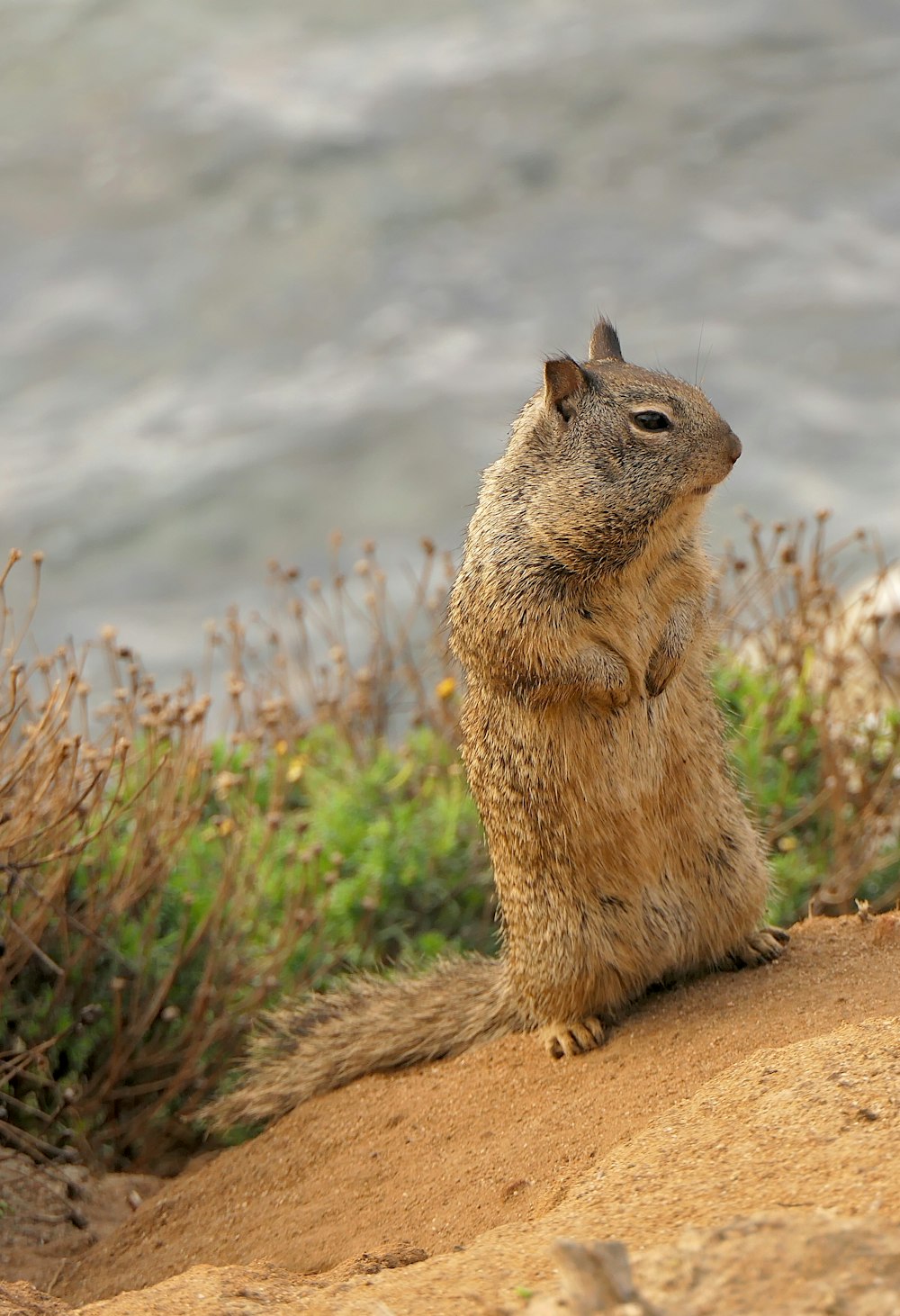 a small rodent standing on its hind legs