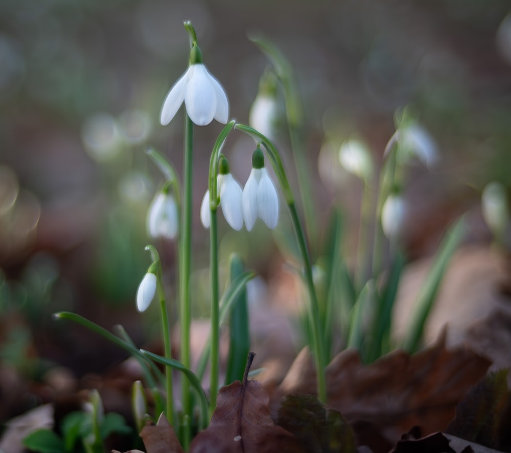 un gruppo di fiori bianchi che spuntano dal terreno