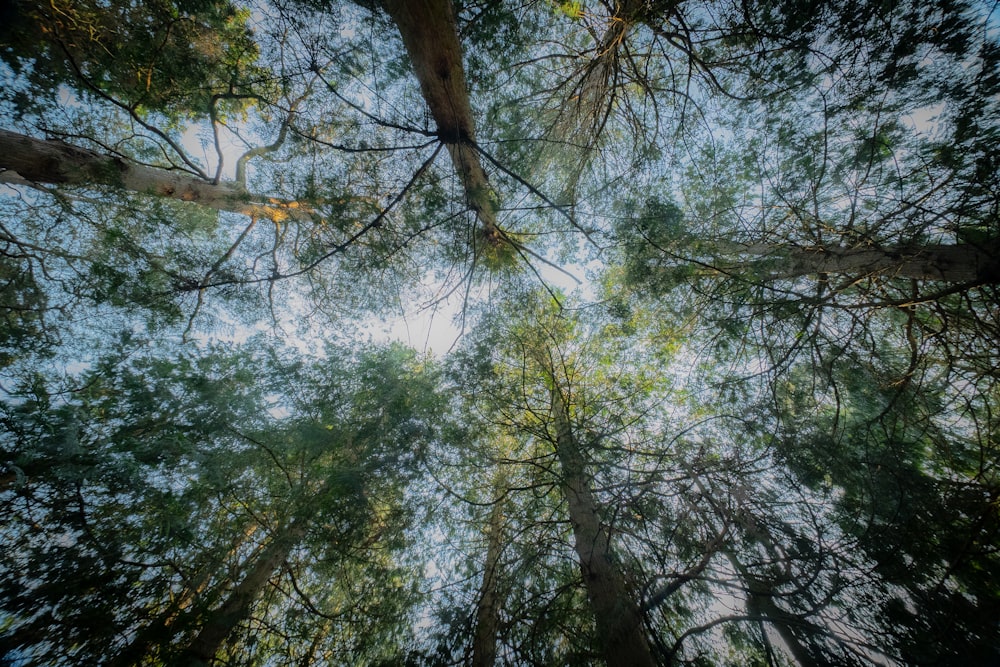 looking up at the tops of tall trees