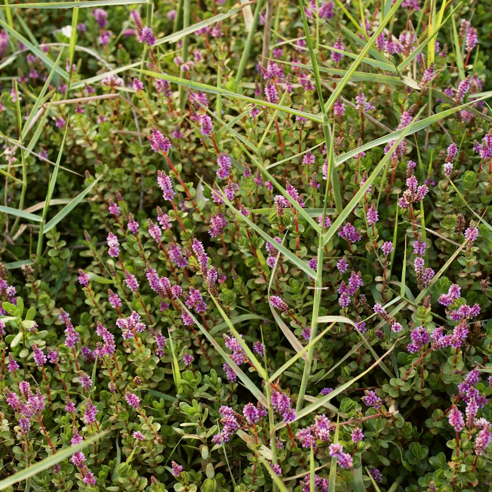 a close up of a bunch of purple flowers