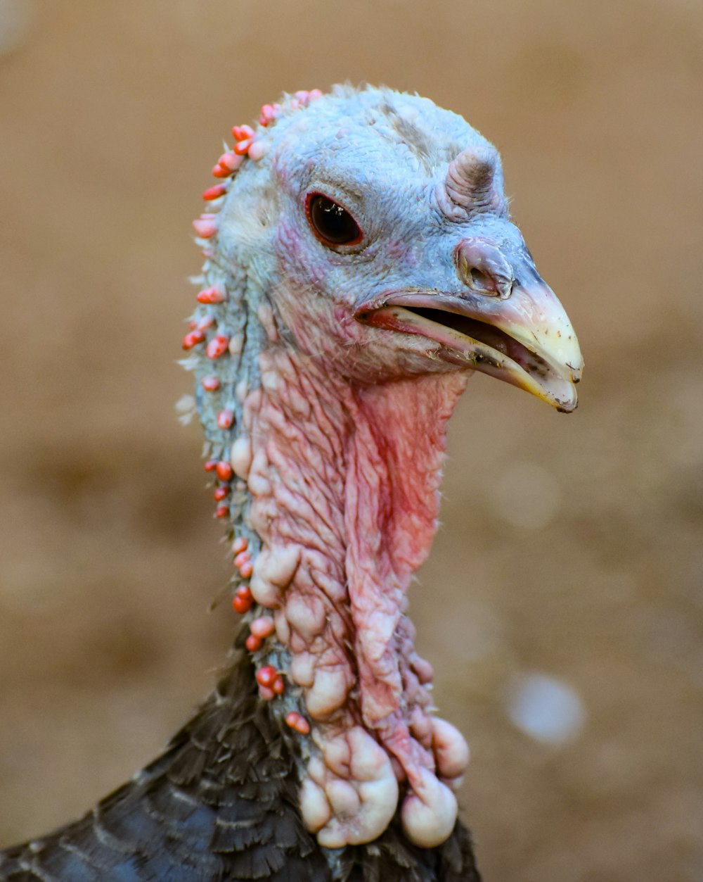 a close up of a turkey with a red head