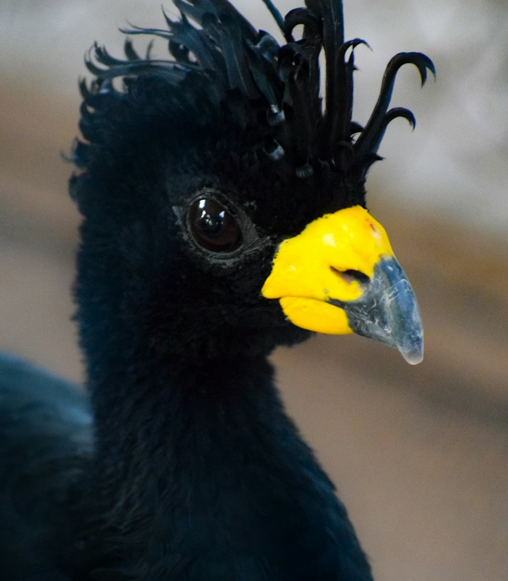 a close up of a black bird with a yellow beak