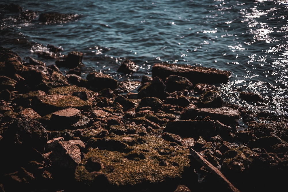 a bird is sitting on the rocks by the water