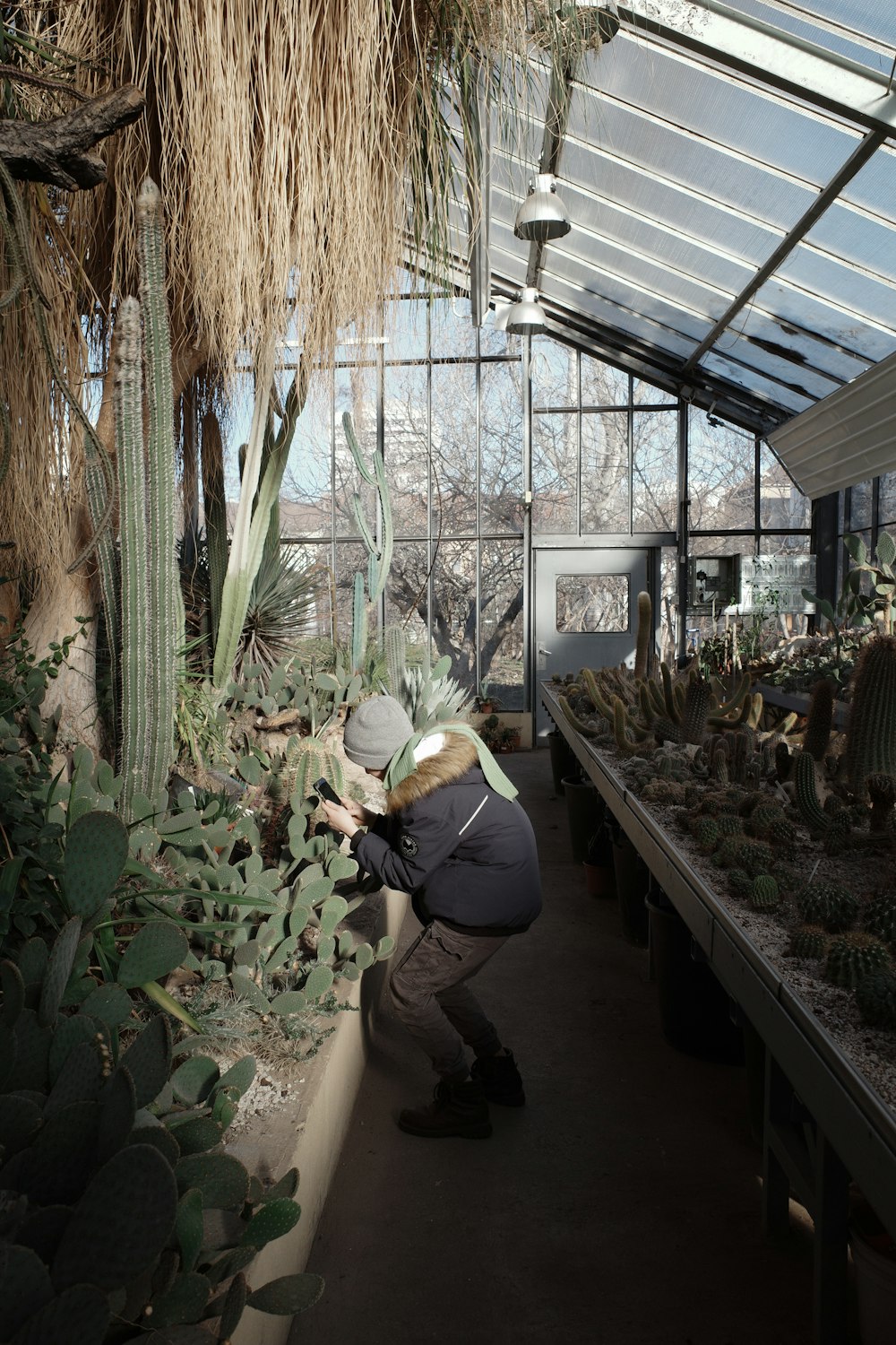 a man looking at a cactus in a greenhouse
