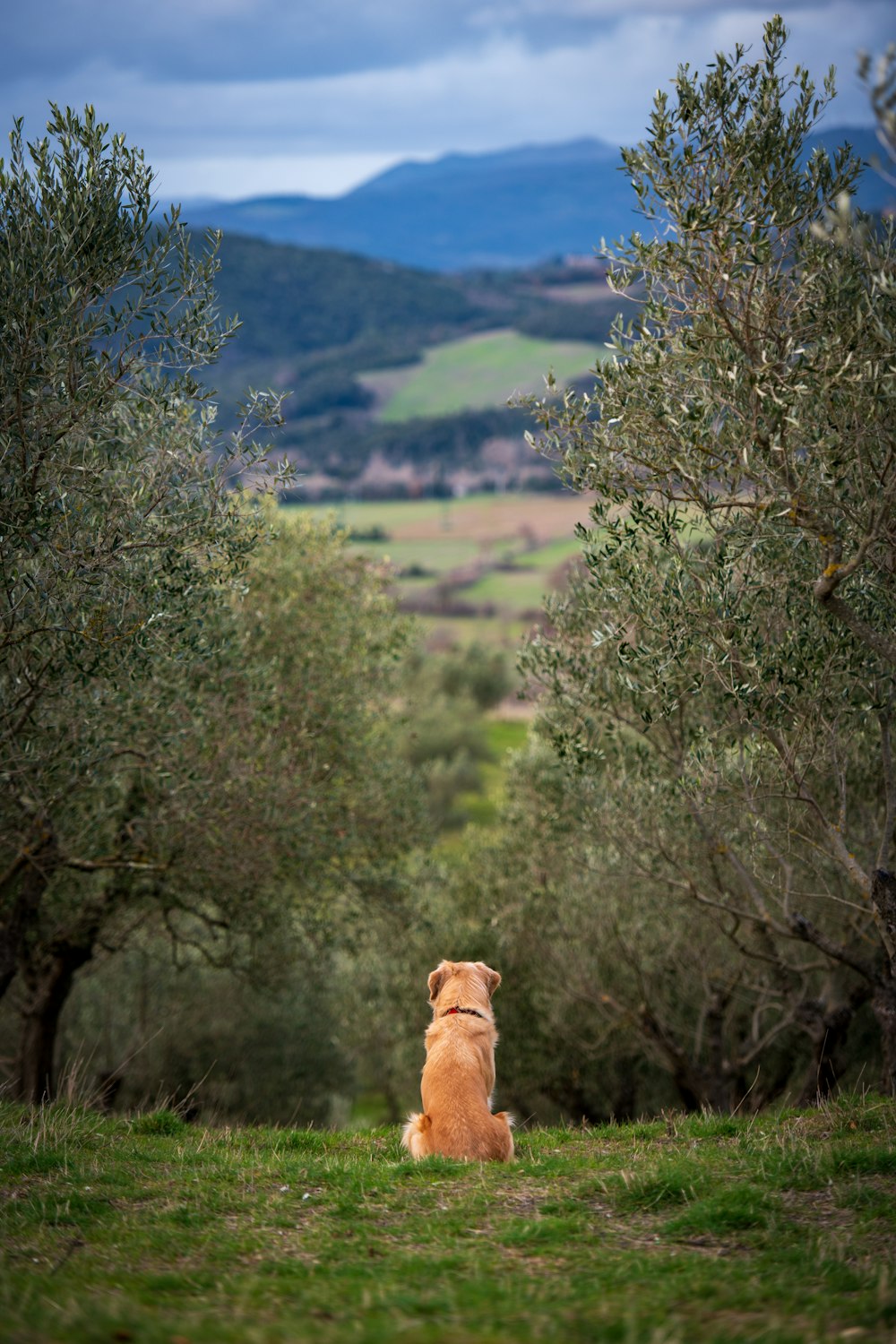 a dog sitting in the middle of an olive grove