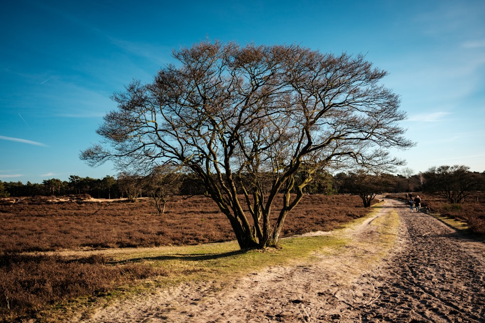 a dirt road with a tree on the side of it