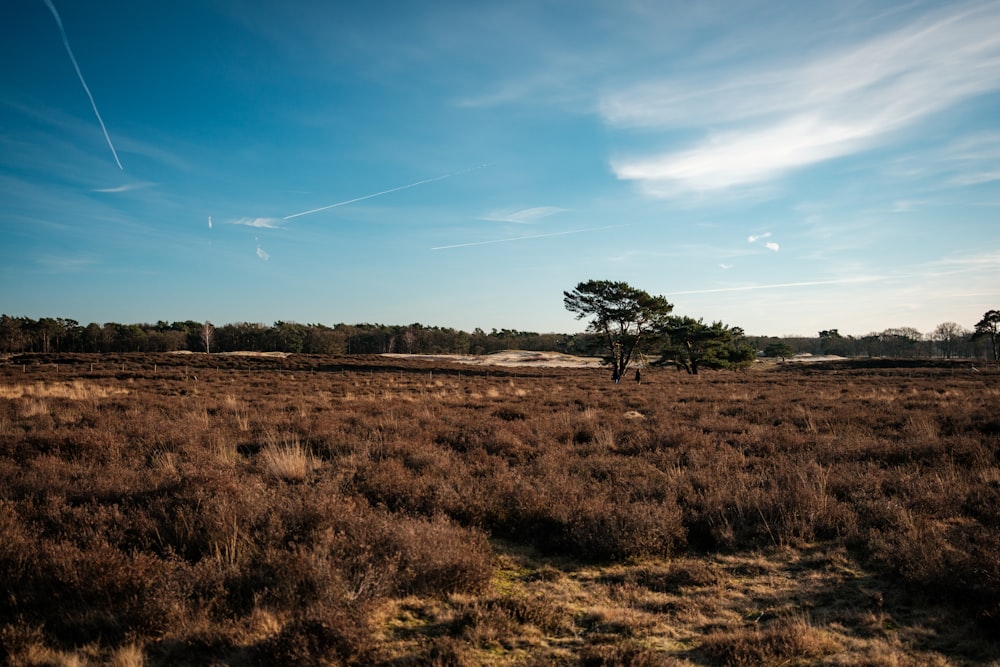 a lone tree in a field with a blue sky in the background