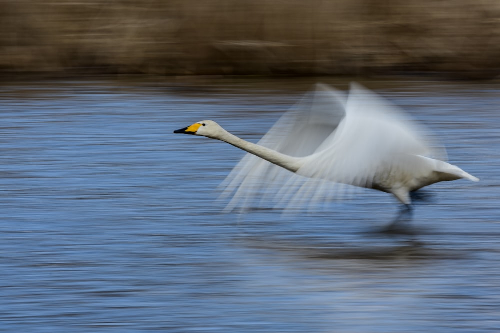 um cisne branco voando sobre um corpo de água
