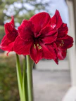 a close up of a red flower in a vase