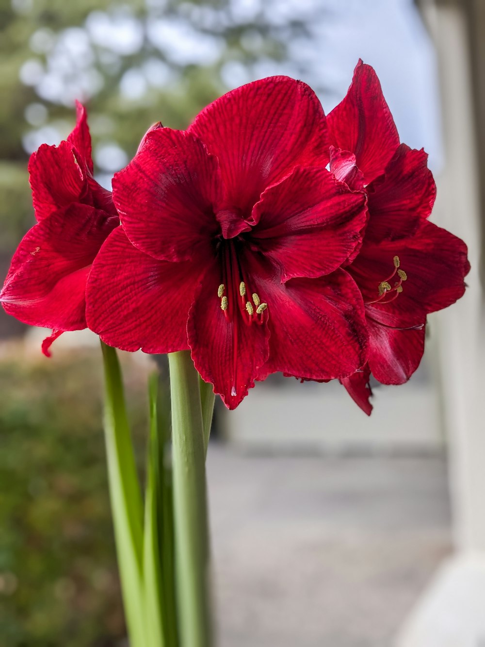 un primo piano di un fiore rosso in un vaso