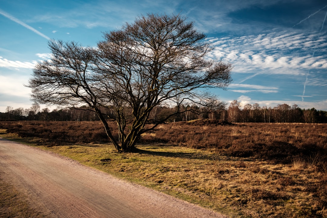 Afbeelding van Hilversum