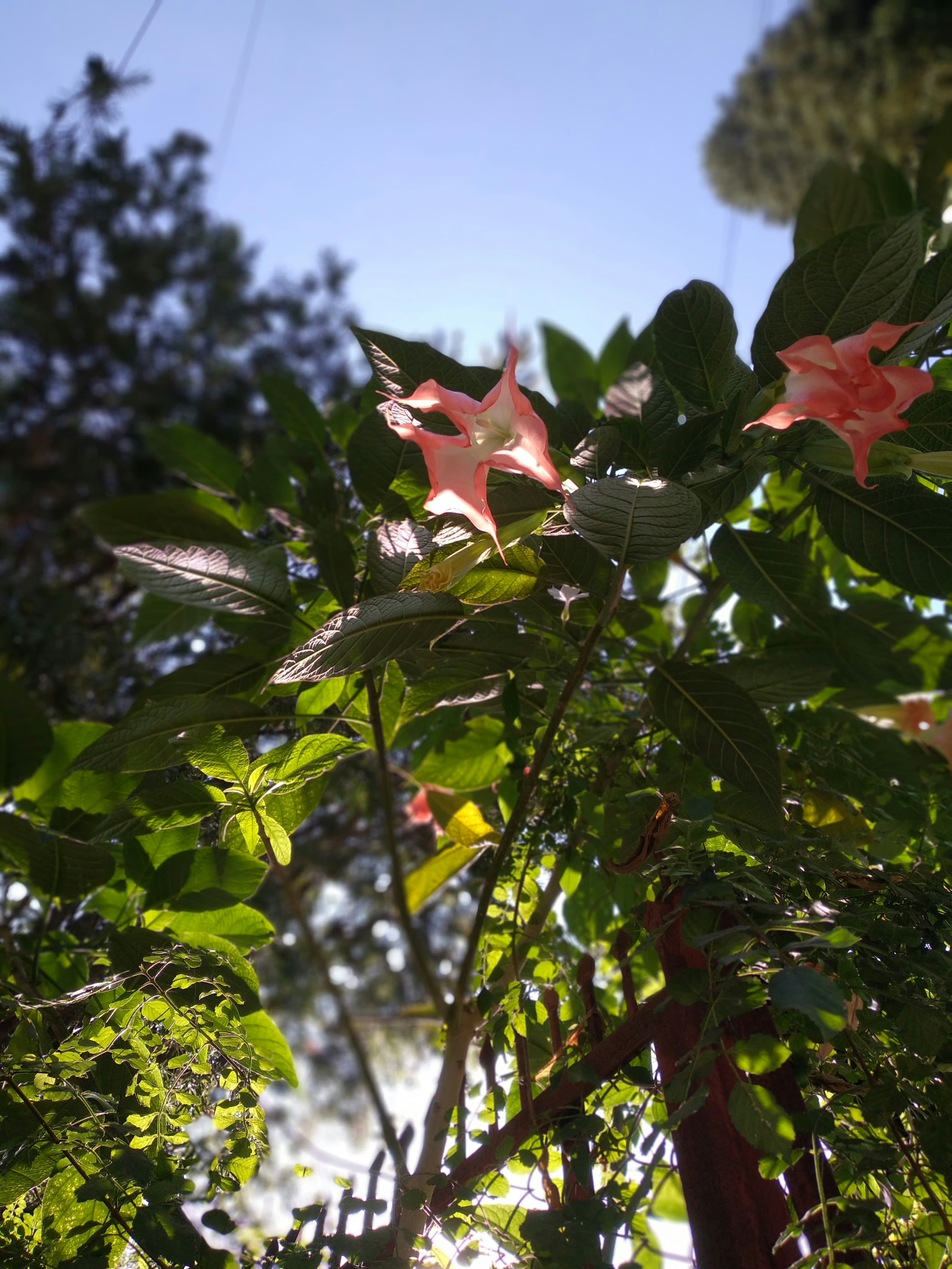 a tree with pink flowers and green leaves