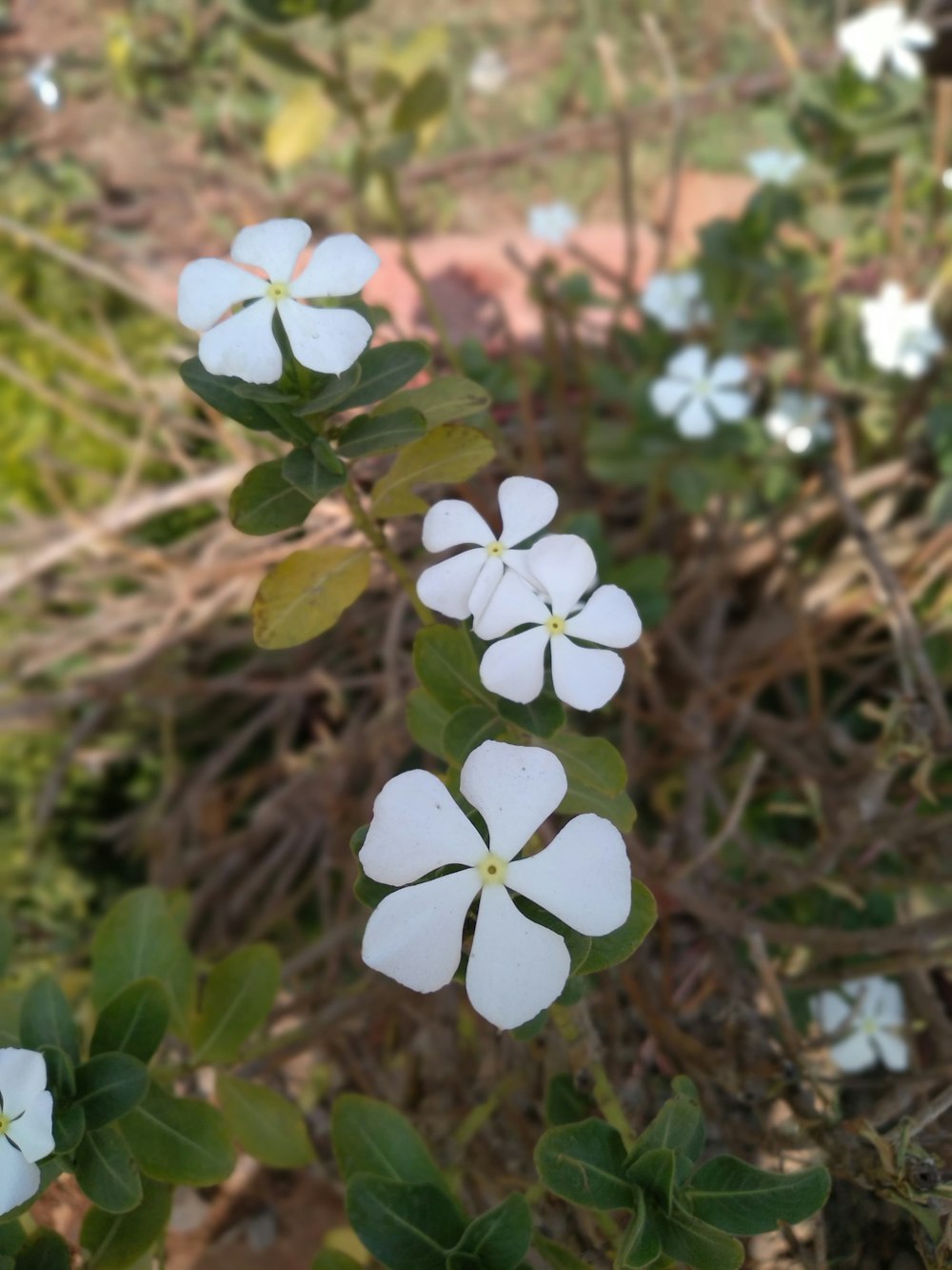 a close up of a white flower on a plant