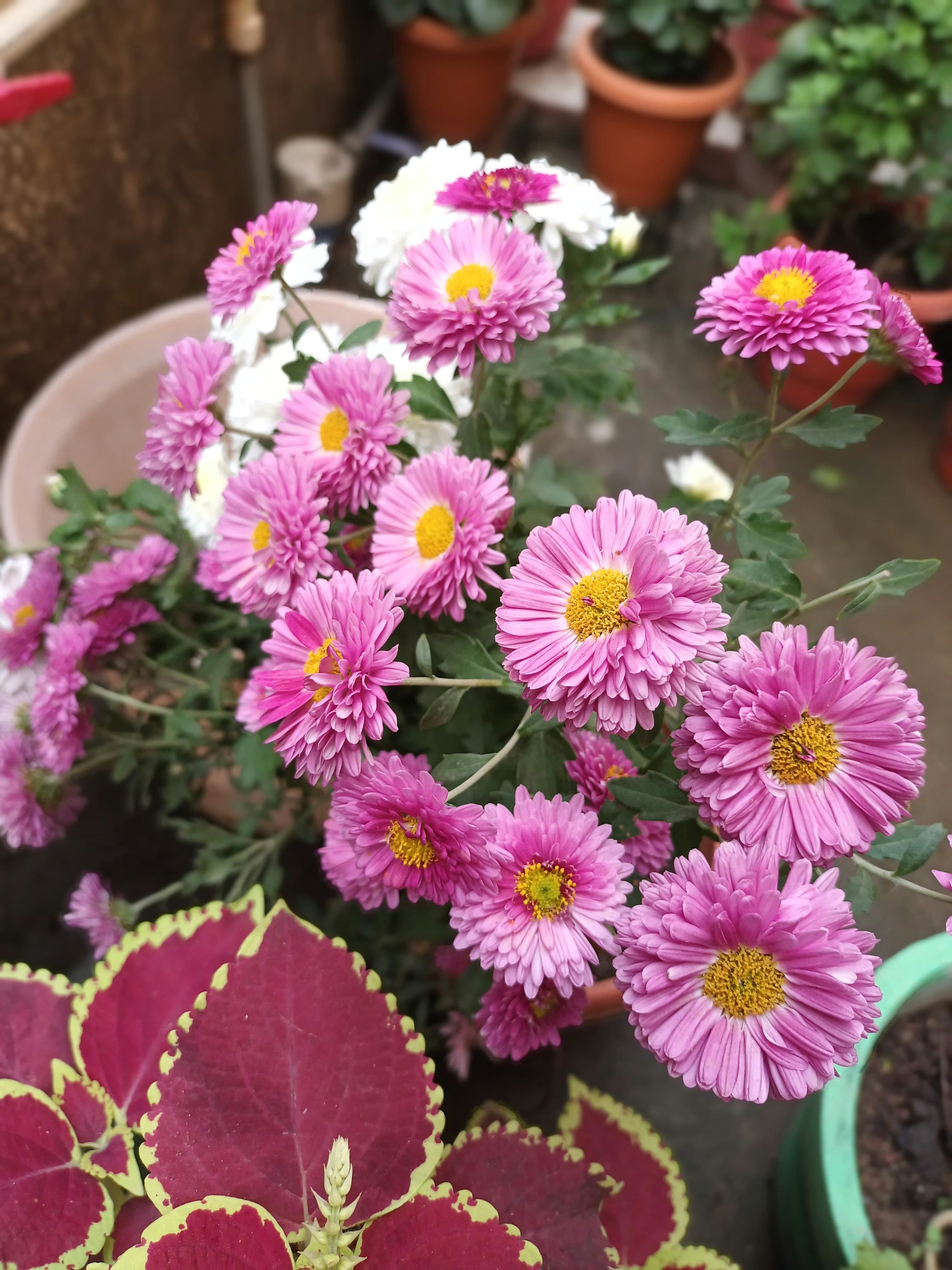 a bunch of pink and white flowers in a pot