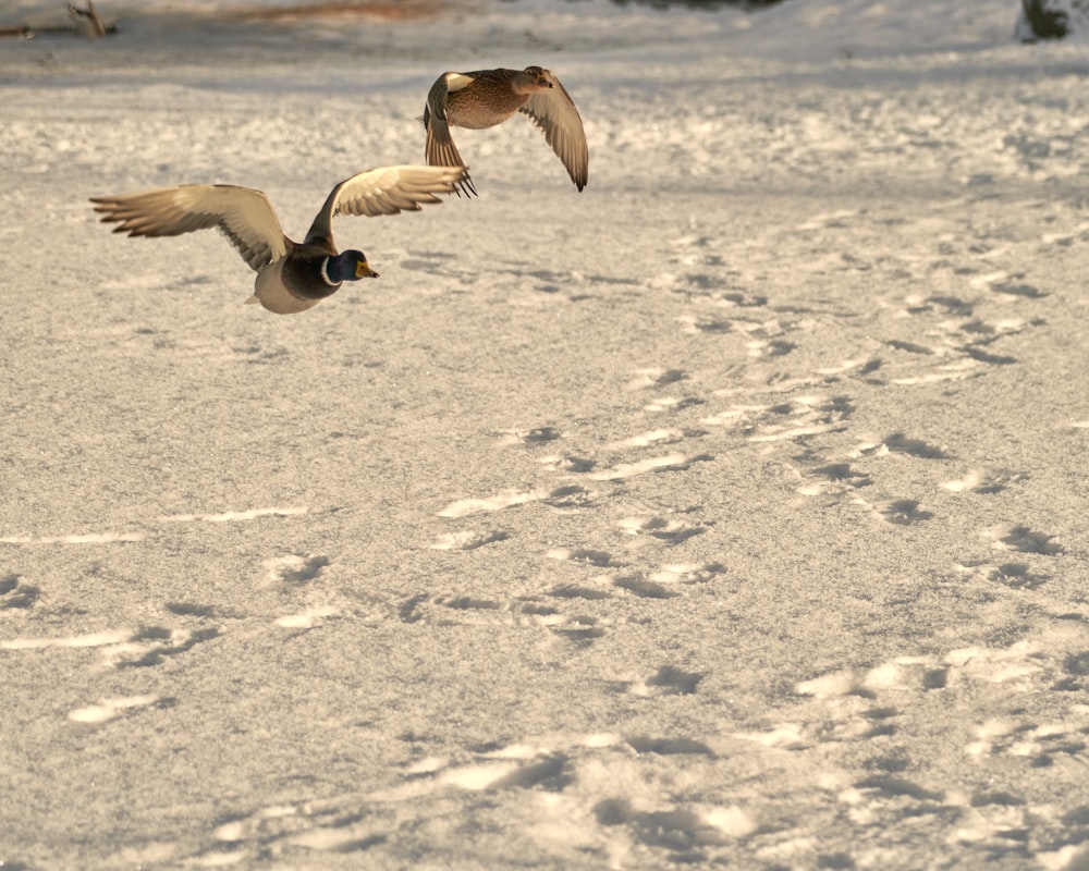 a couple of birds flying over a snow covered field
