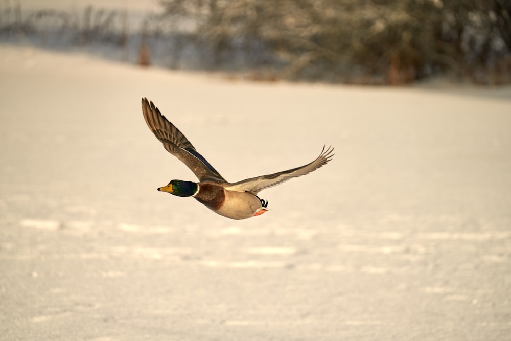 a bird flying over a snow covered field