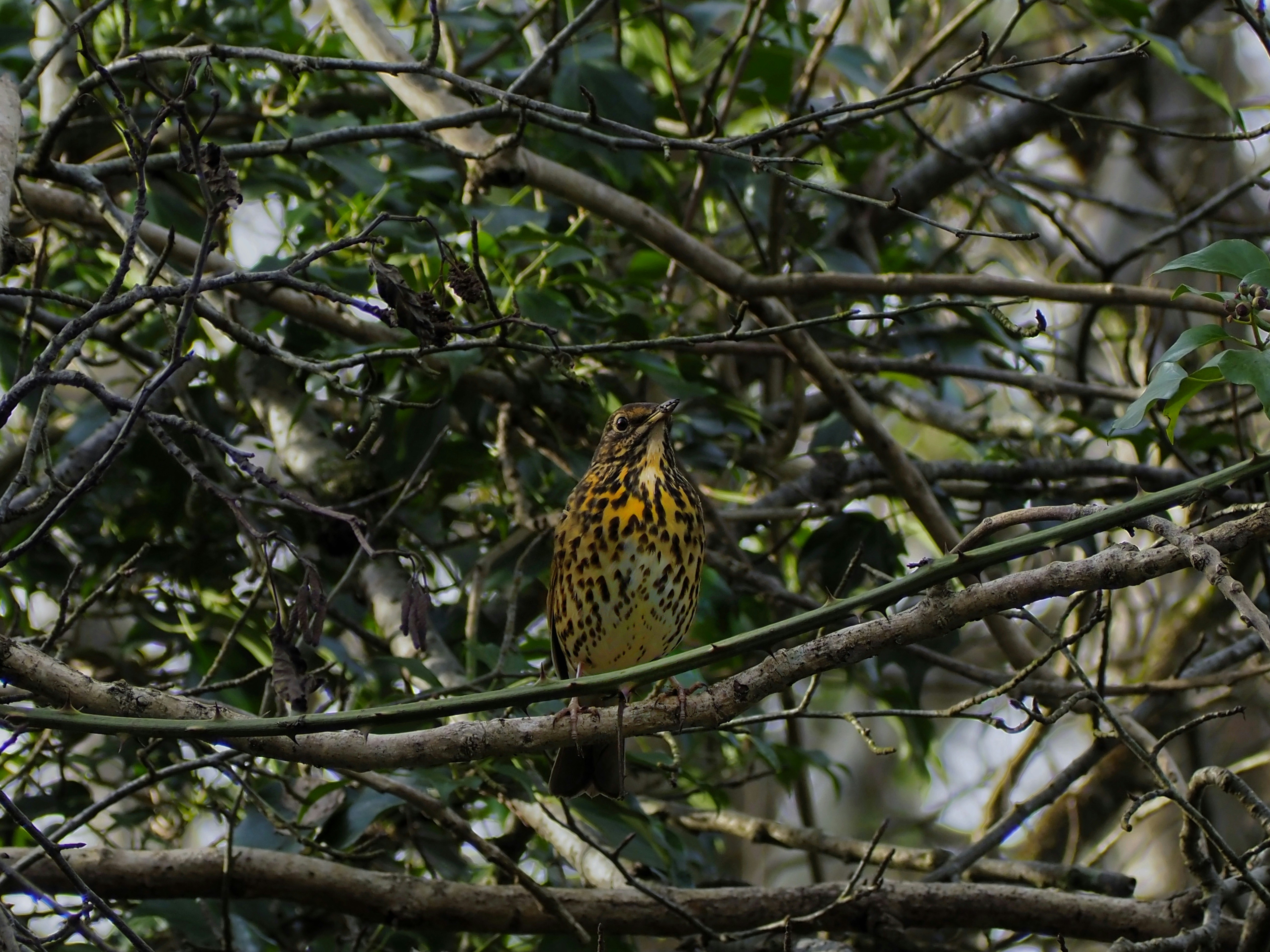 Yellow bird on a tree branch