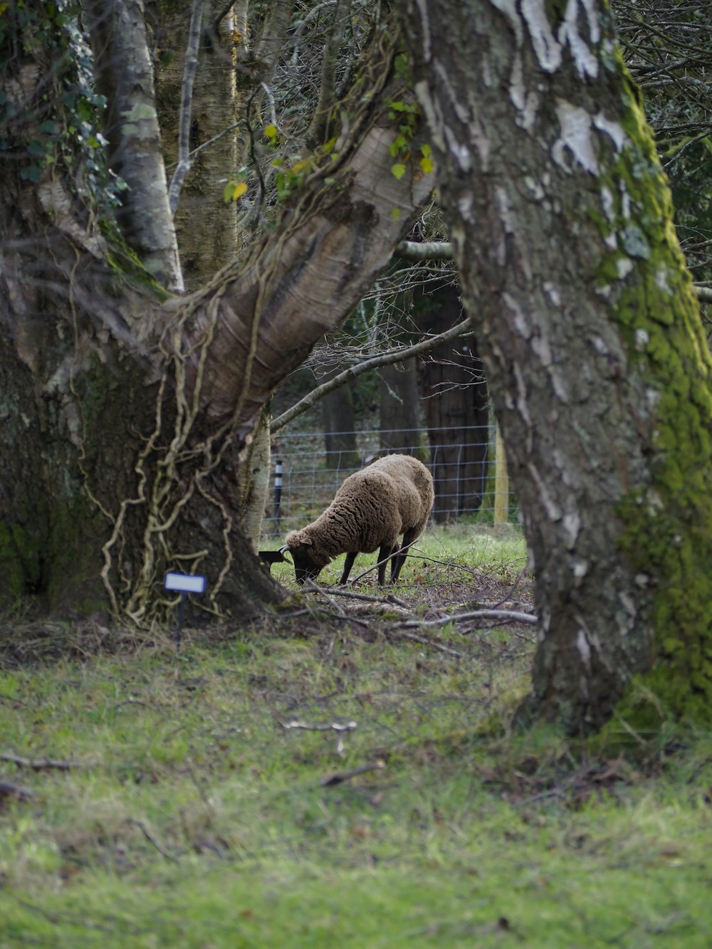 a sheep grazes in a field between two trees