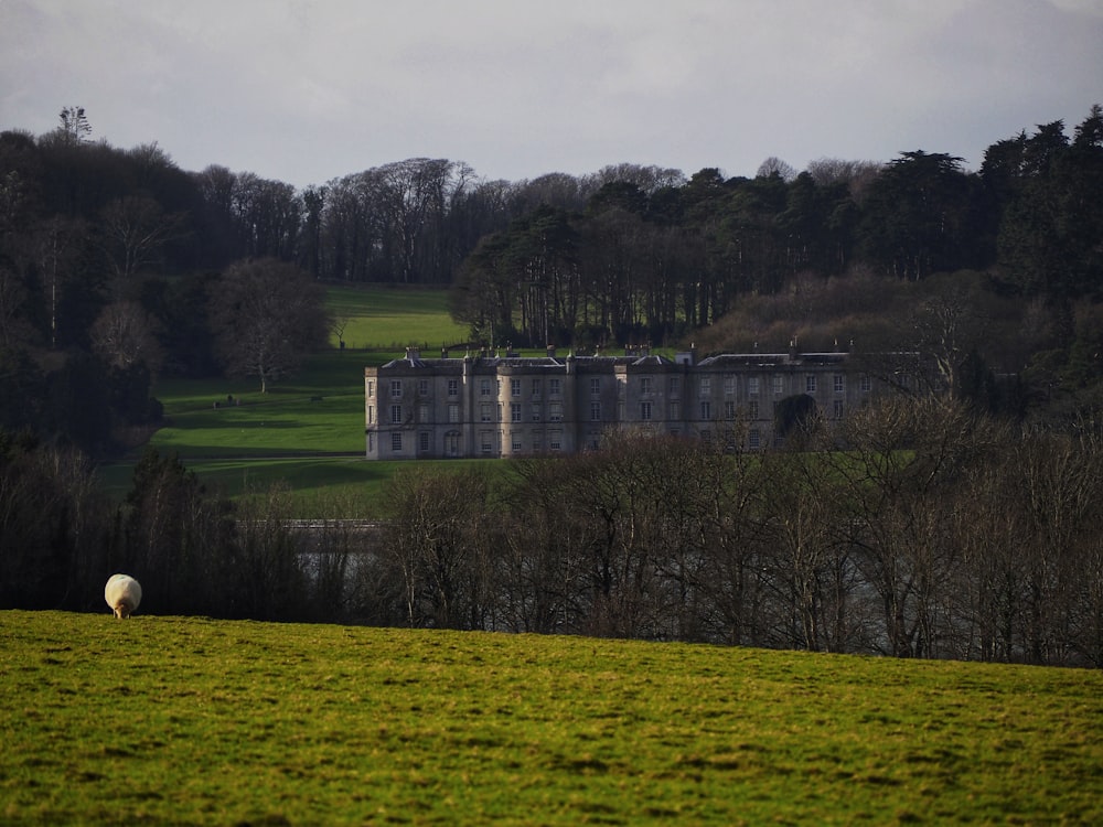 a sheep grazing in a field next to a large building