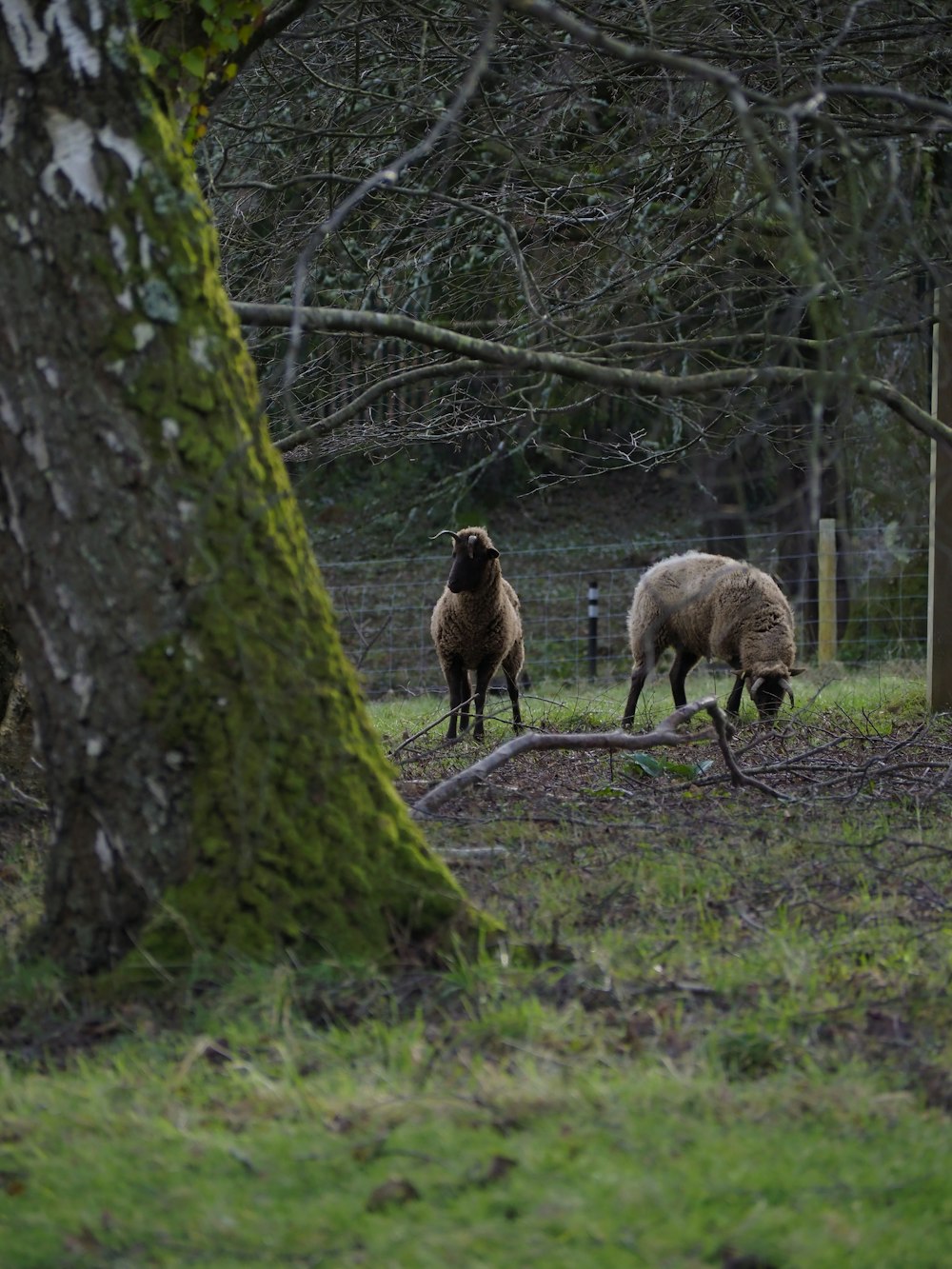 a couple of sheep standing on top of a lush green field