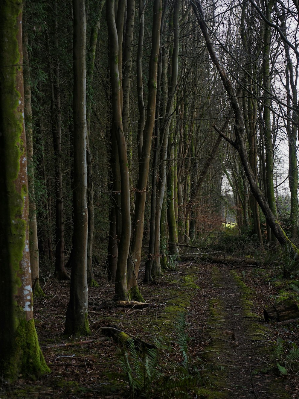 a path through a forest with lots of trees