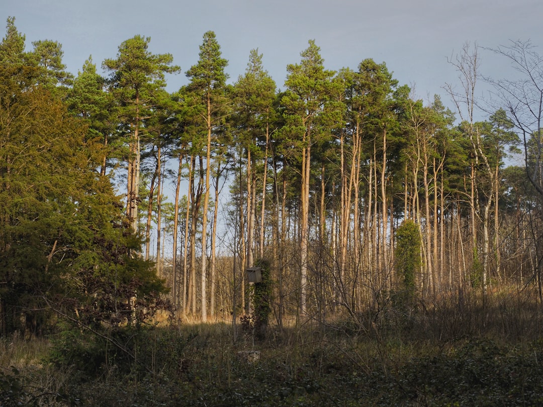 a forest filled with lots of tall trees, Row of tall trees
