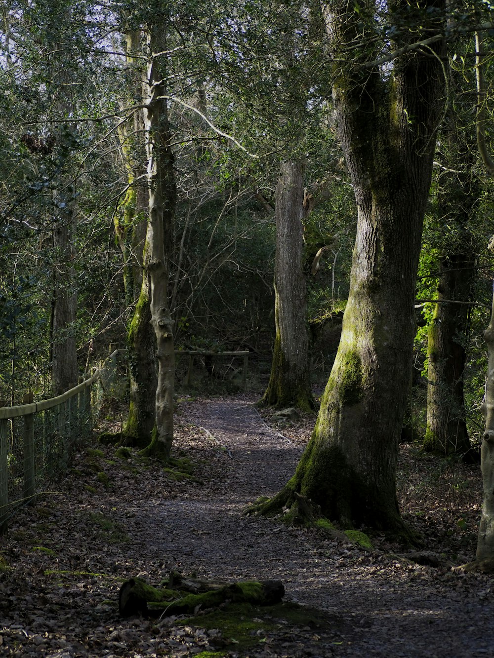 a path through a forest with trees and leaves