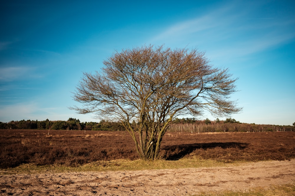 a bare tree in a field with a blue sky in the background