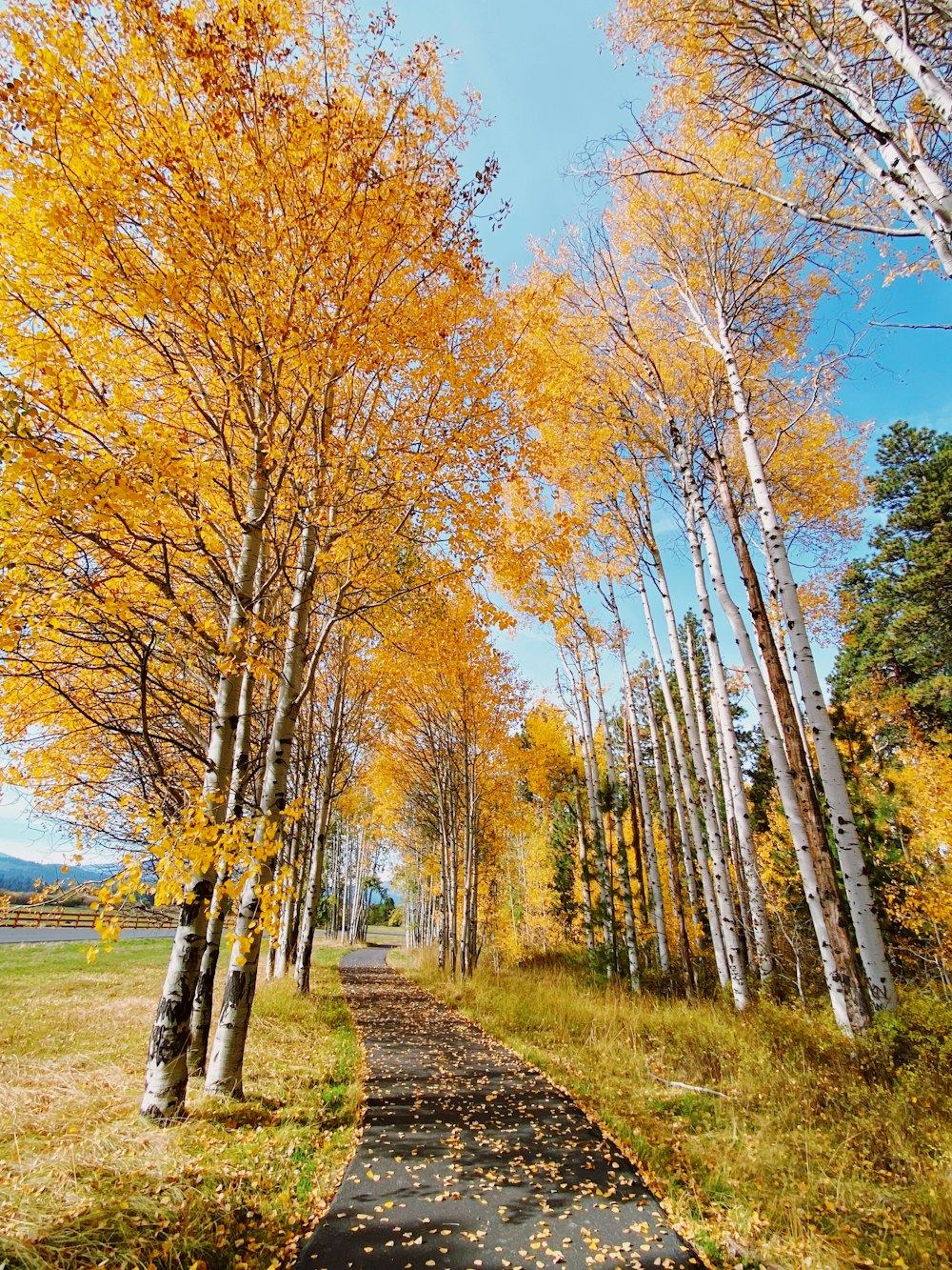 a dirt road surrounded by trees with yellow leaves