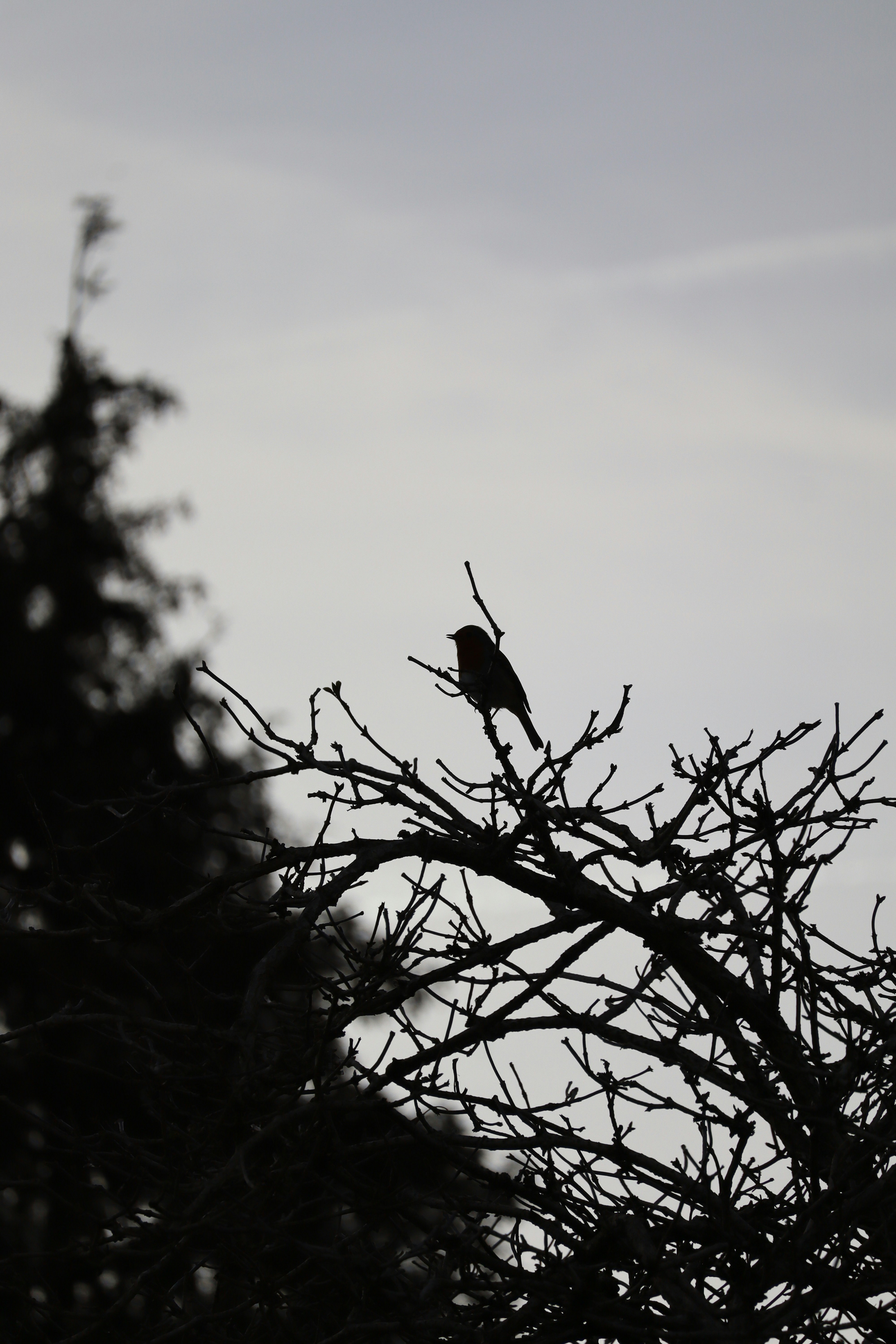 Photo by johnnygthorpe11