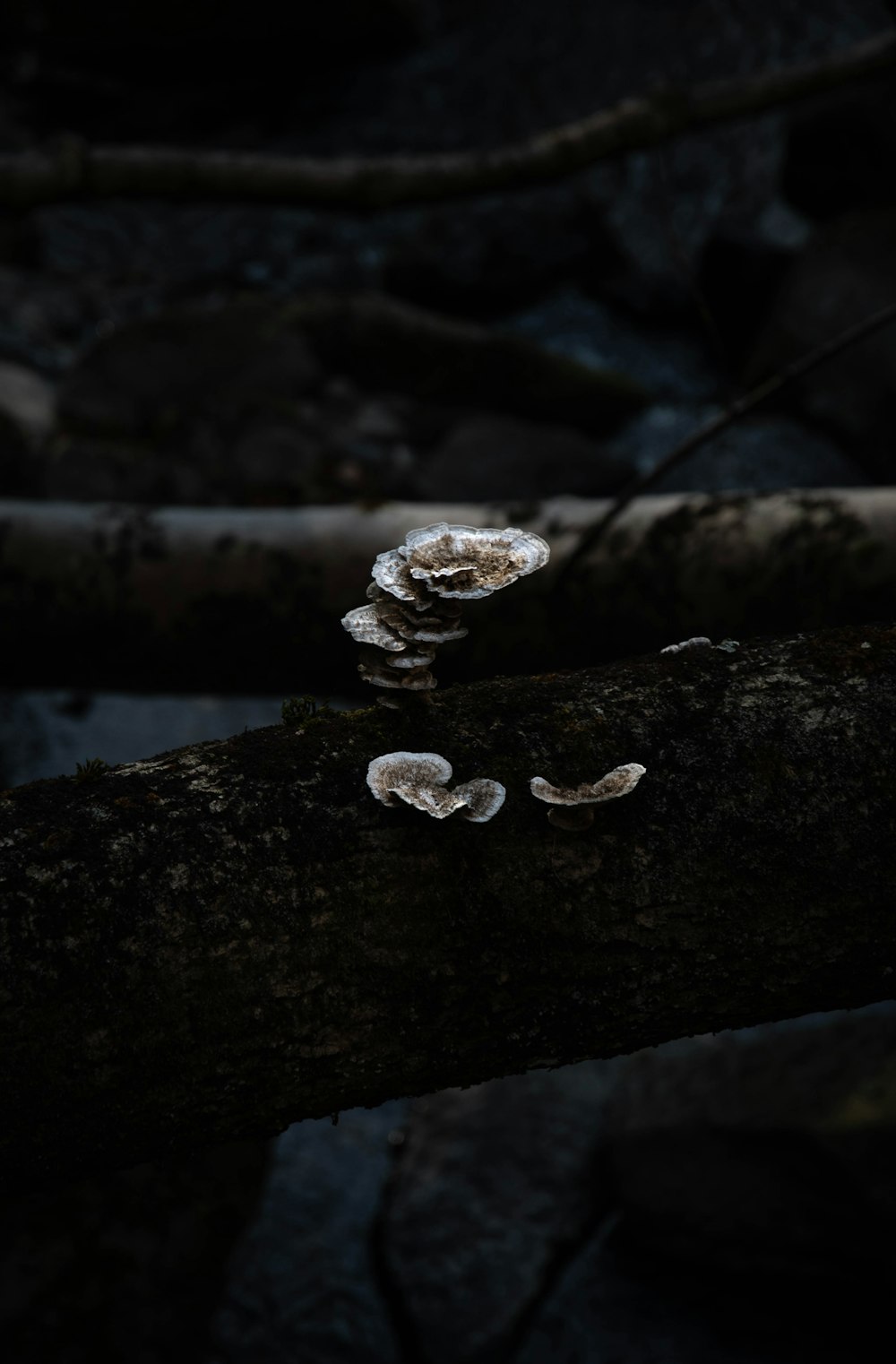 a group of mushrooms sitting on top of a tree branch