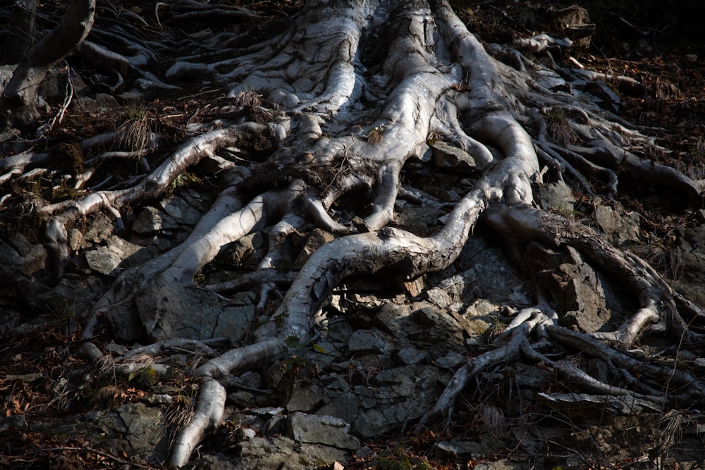 a tree that is growing out of the ground