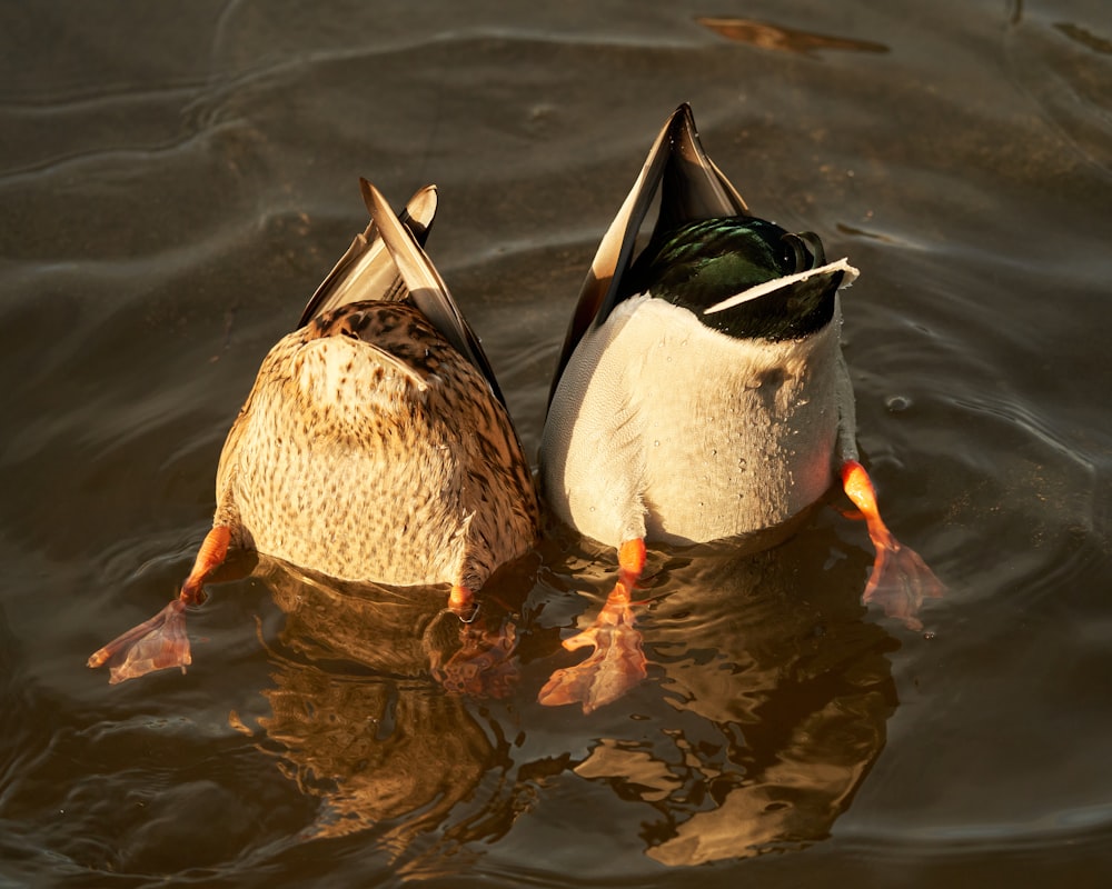 a couple of ducks floating on top of a lake