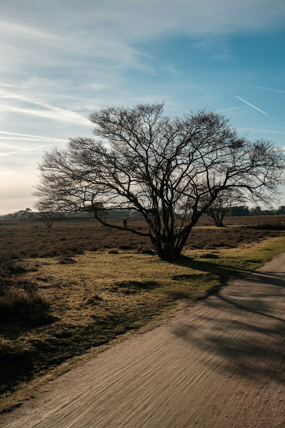 a lone tree on the side of a dirt road