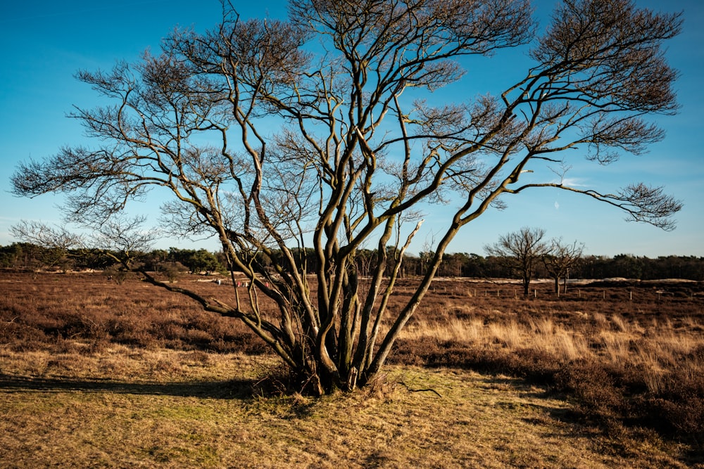 a tree in a field with no leaves
