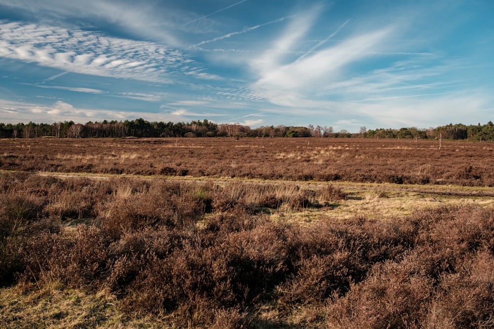 a grassy field with trees in the distance