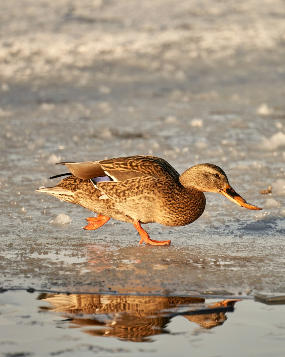 Eine Ente läuft auf dem Eis im Wasser